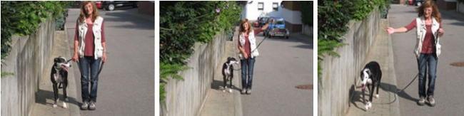 Tipps zur Leinenführigkeit