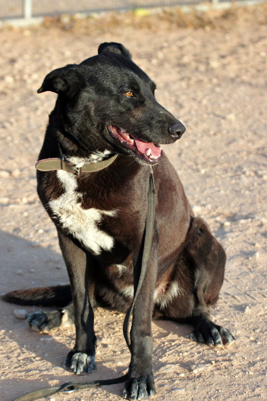 Hund Abril - Rasse: Mischling