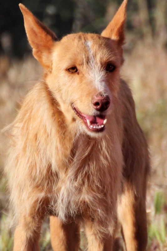 Hund Adon, Rüde - Rasse: Podenco