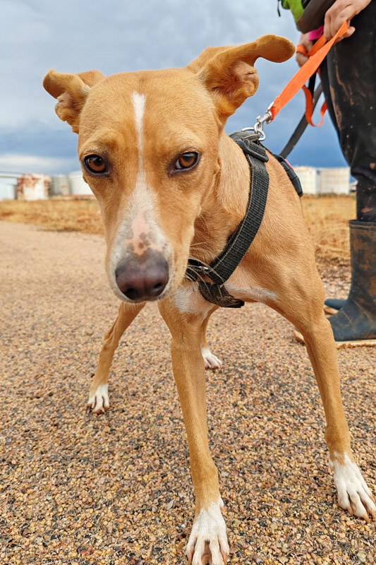 Hund Ambra, Hündin - Rasse: Podenco