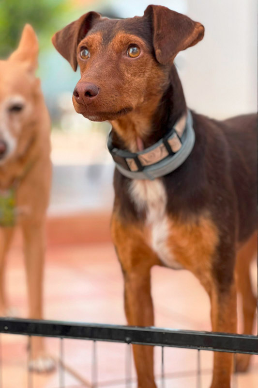 Hund Bambi, Rüde - Rasse: Podencomischling