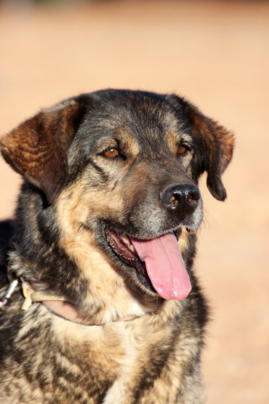 Hund Belinda - Rasse: Schäferhundmischling