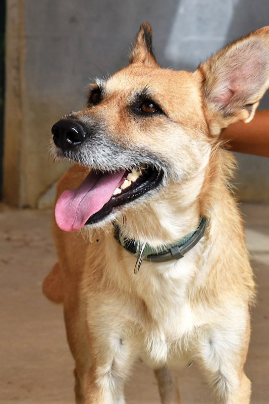 Hund Belle, Hündin - Rasse: Mischling