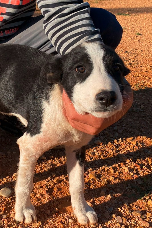 Hund Blue, Hündin - Rasse: Husky-Mischling