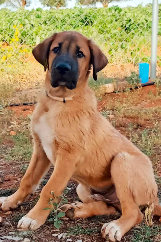 Hund Boromir, Rüde - Rasse: Mischling