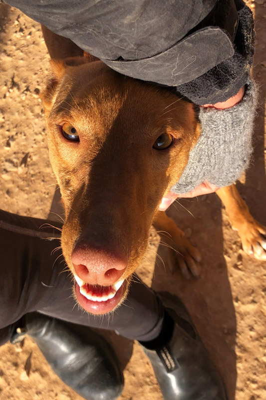 Hund Brownie, Rüde - Rasse: Podenco