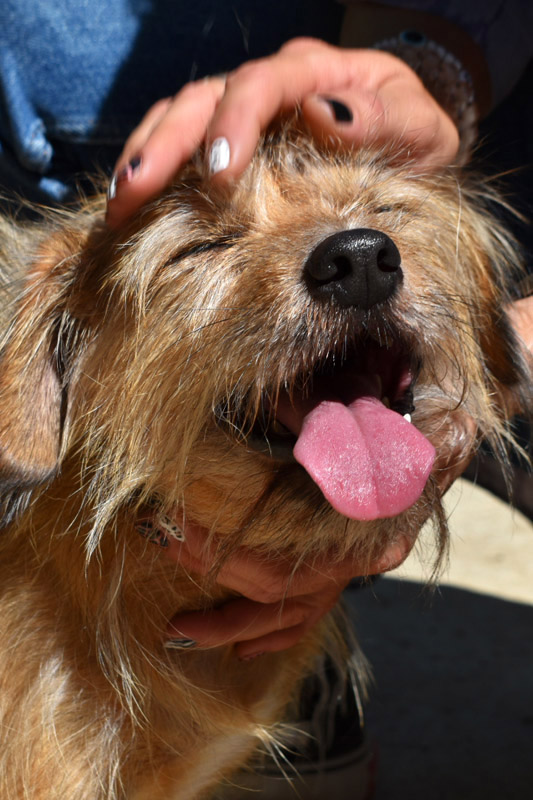 Hund Bubu - Rasse: Yorkshire Terrier-Mischling