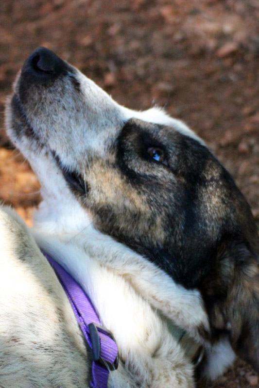 Hund Calima - Rasse: Mischling