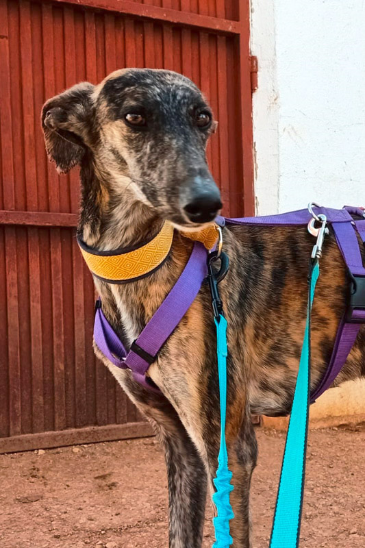 Hund Calimero, Rüde - Rasse: Galgo