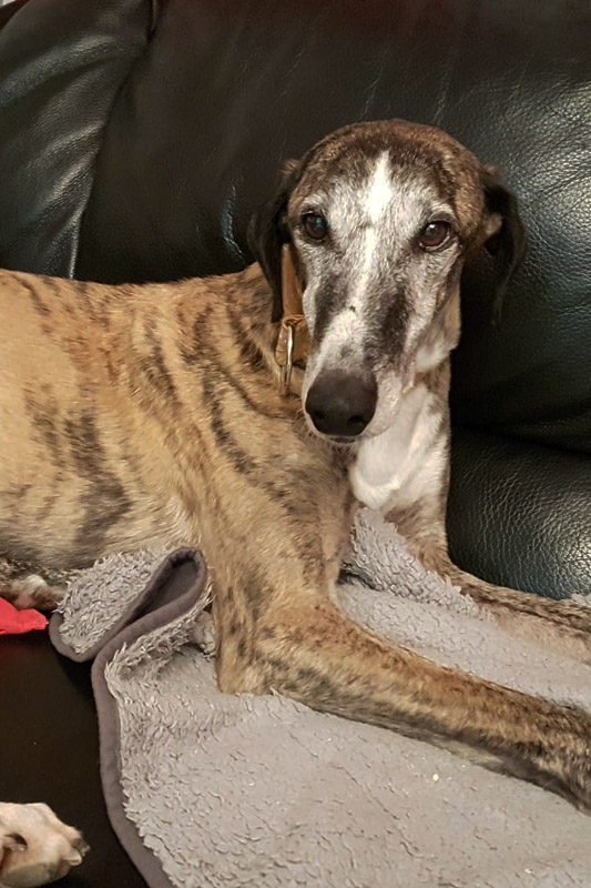 Hund Campeon, Rüde - Rasse: Galgo