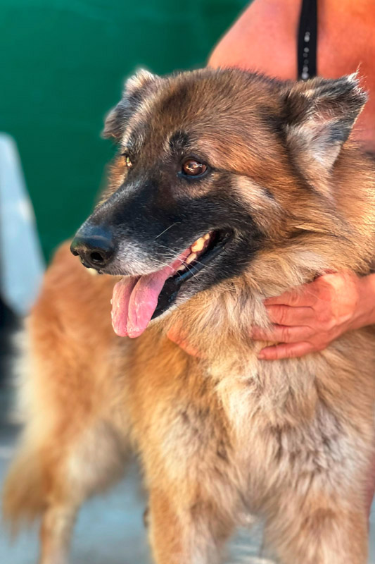 Hund Canastero - Rasse: Schäferhund-Mischling