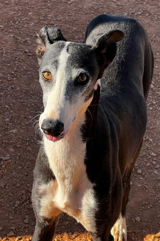 Hund Careta, Hündin - Rasse: Galgo