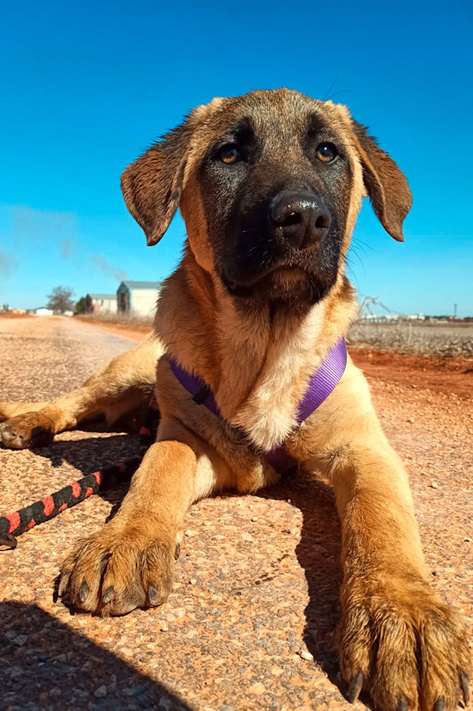 Hund Carino - Rasse: Mischling