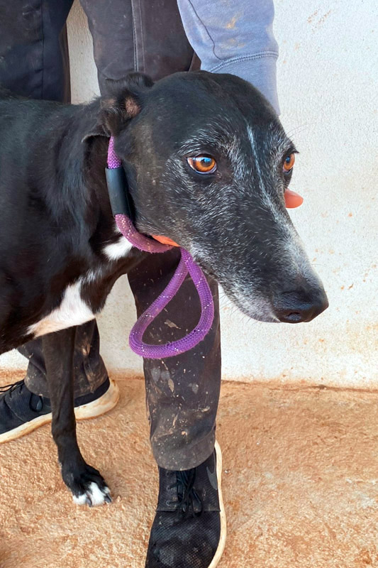 Hund Carlos, Rüde - Rasse: Galgo