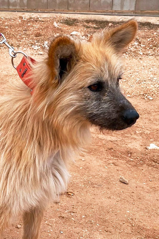 Hund Chico - Rasse: Hütehund-MIschling