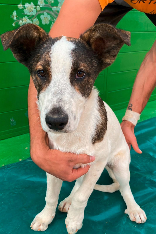 Hund Chloe, Hündin - Rasse: Mischling