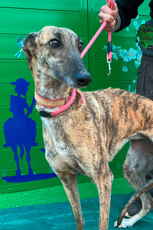 Hund Chupita, Hündin - Rasse: Galgo