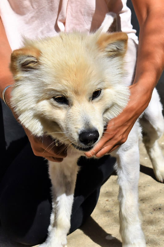 Hund Coco2 - Rasse: Spitz