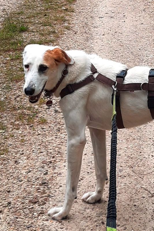 Hund Elvis, Rüde - Rasse: Galgomischling