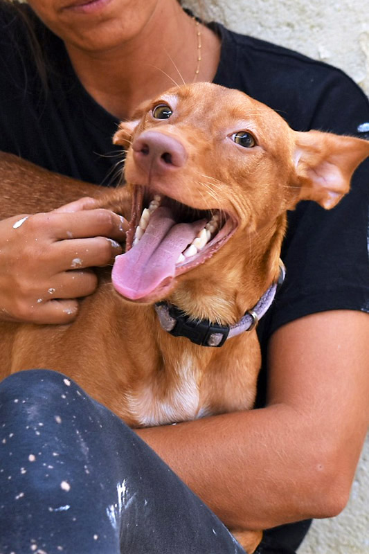 Hund Gala, Hündin - Rasse: Podenco-Mischling