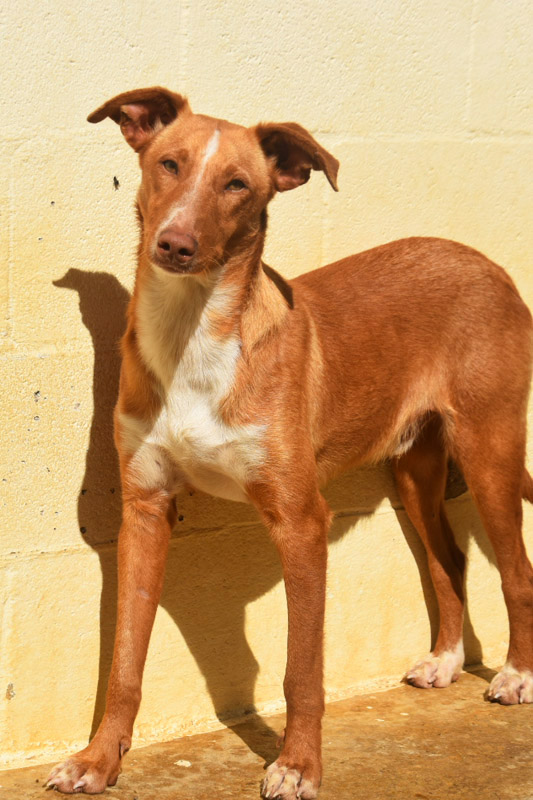Hund Goku, Rüde - Rasse: Podenco(-Mischling)