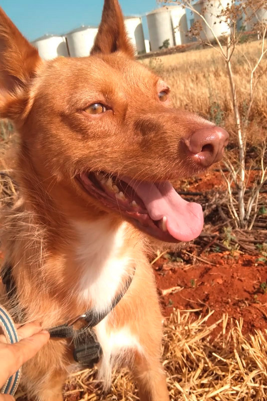 Hund Ian, Rüde - Rasse: Podenco