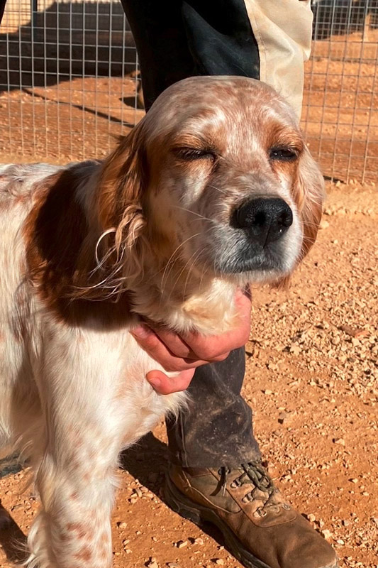Hund Ines - Rasse: Epagneul Breton
