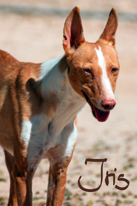 Hund Iris3, Hündin - Rasse: Podenco