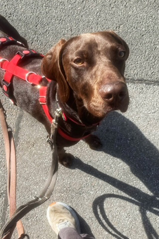 Hund Jack - Rasse: Deutsch Kurzhaar (Braque)-Mix