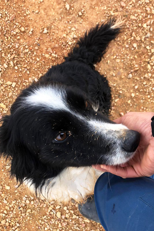 Hund Kasia - Rasse: Mischling