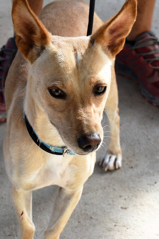 Hund Kayu, Rüde - Rasse: Maneto-Mischling