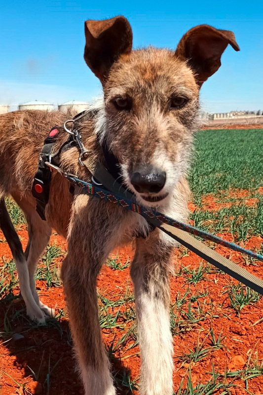 Hund Kira, Hündin - Rasse: Galgomischling (oder Rauhaargalgo - Galgo Español Barbudo)