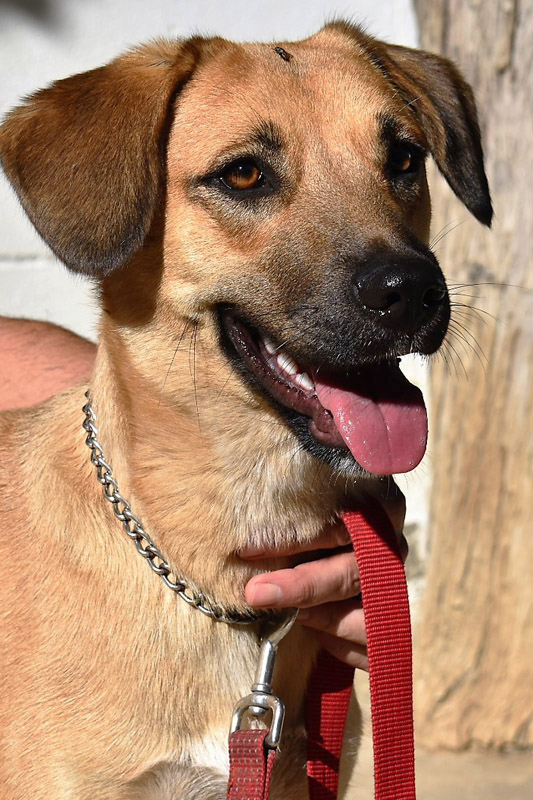 Hund Laguenza - Rasse: Labrador-Mischling