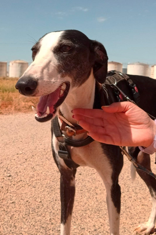Hund Leria, Hündin - Rasse: Galgo Espanol