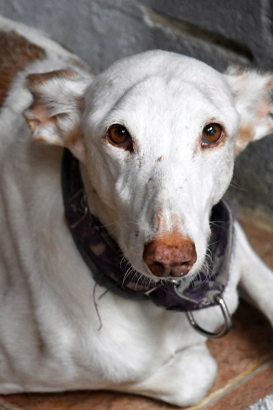 Hund Lluvia, Hündin - Rasse: Podenco