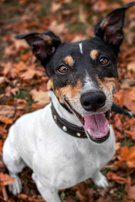 Hund Loto - Rasse: Ratonero Bodeguero Andaluz