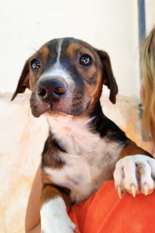 Hund Lotus, Rüde - Rasse: Mischling