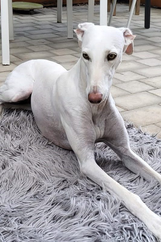 Hund Louise, Hündin - Rasse: Galgo Espanol