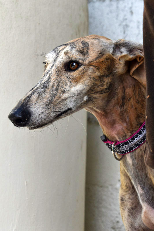 Hund Lupi, Hündin - Rasse: Galgo Espanol