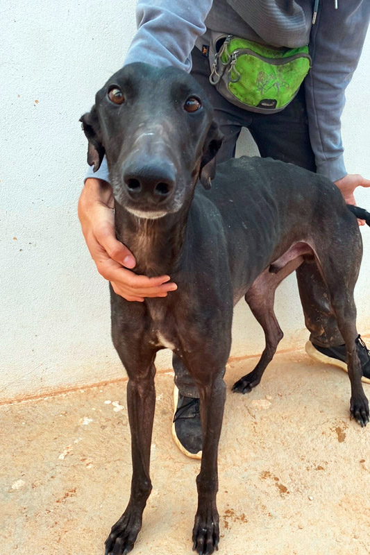 Hund Milo, Rüde - Rasse: Galgo