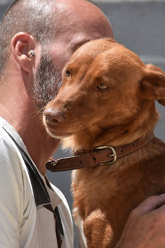 Hund Montero, Rüde - Rasse: Podenco-Mischling