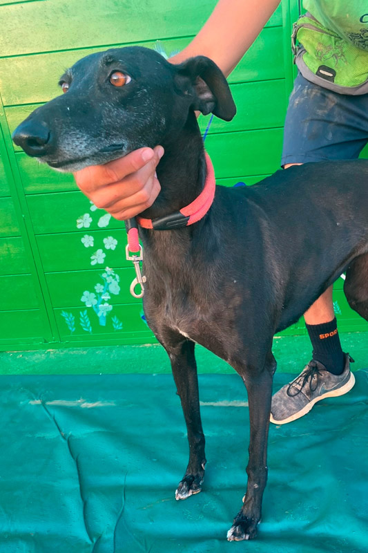 Hund Mora, Hündin - Rasse: Galgo Espanol