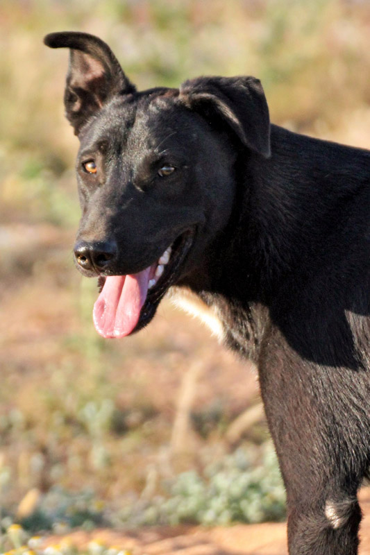 Hund Moritz - Rasse: Mischling