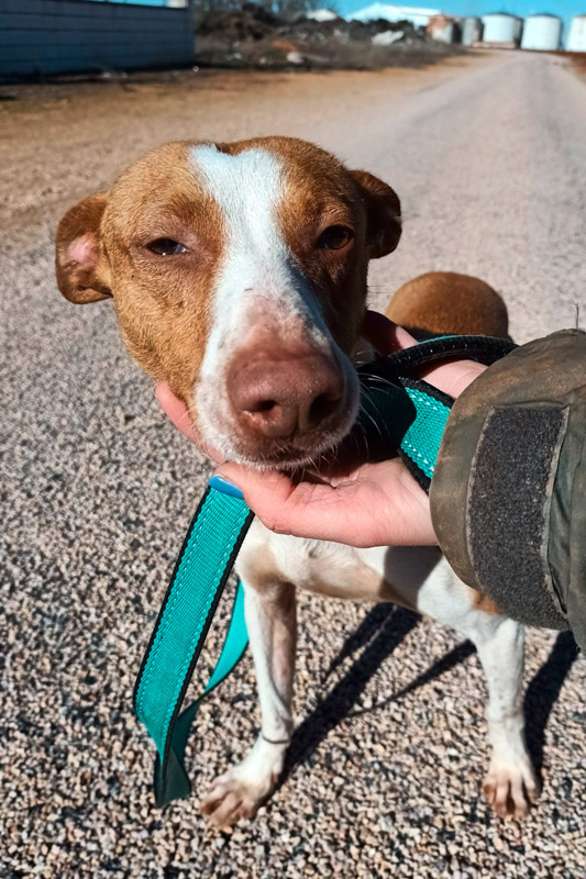 Hund Morsi, Rüde - Rasse: Podenco