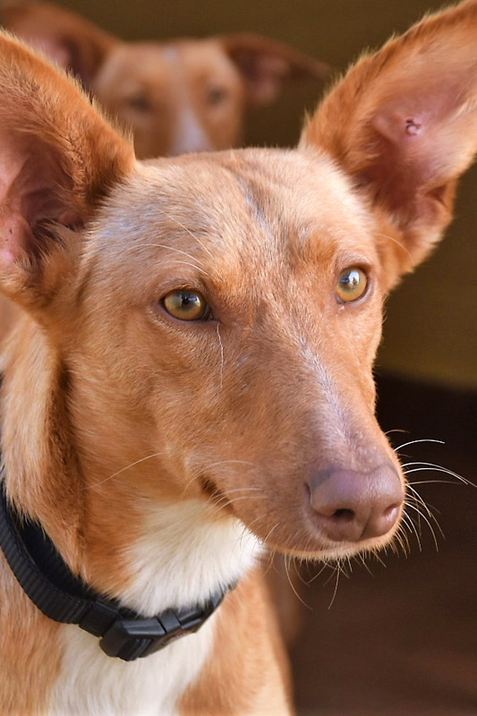 Hund Mowgli, Rüde - Rasse: Podenco(-Mischling)