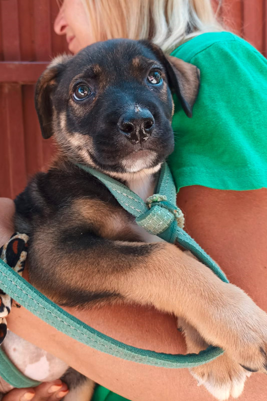 Hund Mykasa, Hündin - Rasse: Schäferhund-Mischling