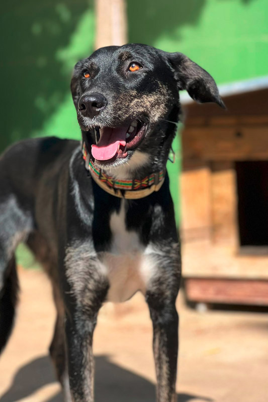 Hund Nina - Rasse: Mischling