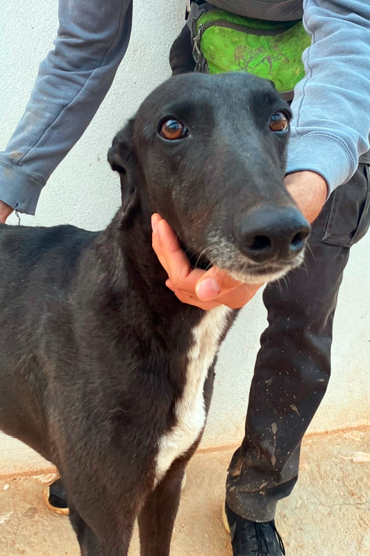 Hund Noopys, Hündin - Rasse: Greyhound (Galgo Ingles)