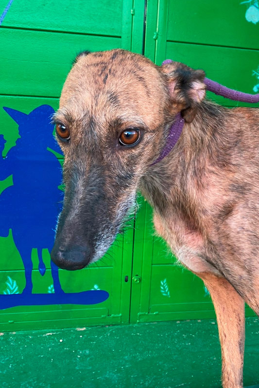 Hund Ona2, Hündin - Rasse: Galgo Espanol