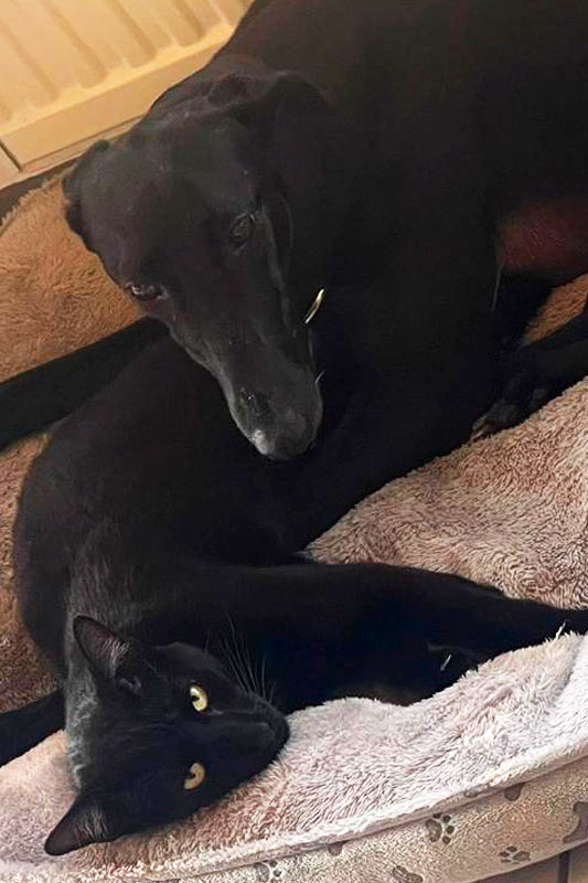 Hund Pacheca, Hündin - Rasse: Galgo